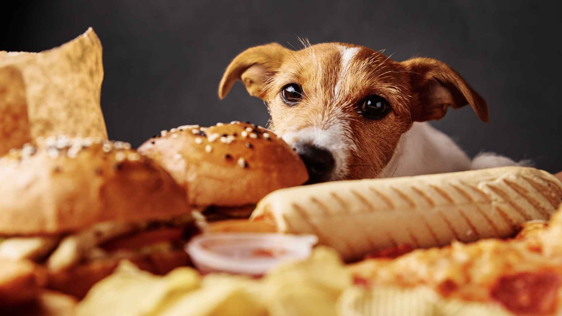 Exceso de carbohidratos en perros